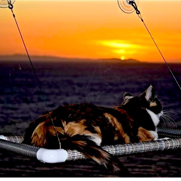 Original World's Best Cat Perch (Large) - Picture 1 of 2